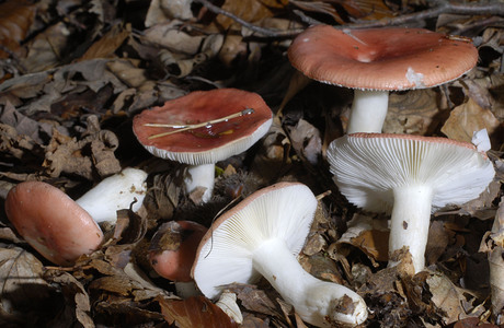 Buchenspeitäubling (Russula mairei) - © Heinz Prelicz